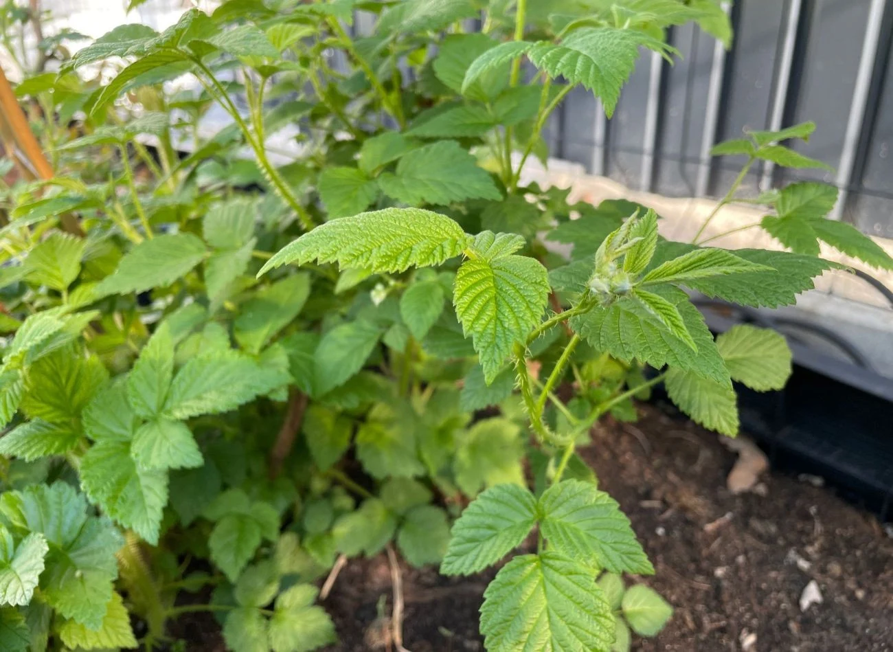 Drugie nawożenie malin wykonujemy, gdy pędy osiągną 10–15 cm wysokości.