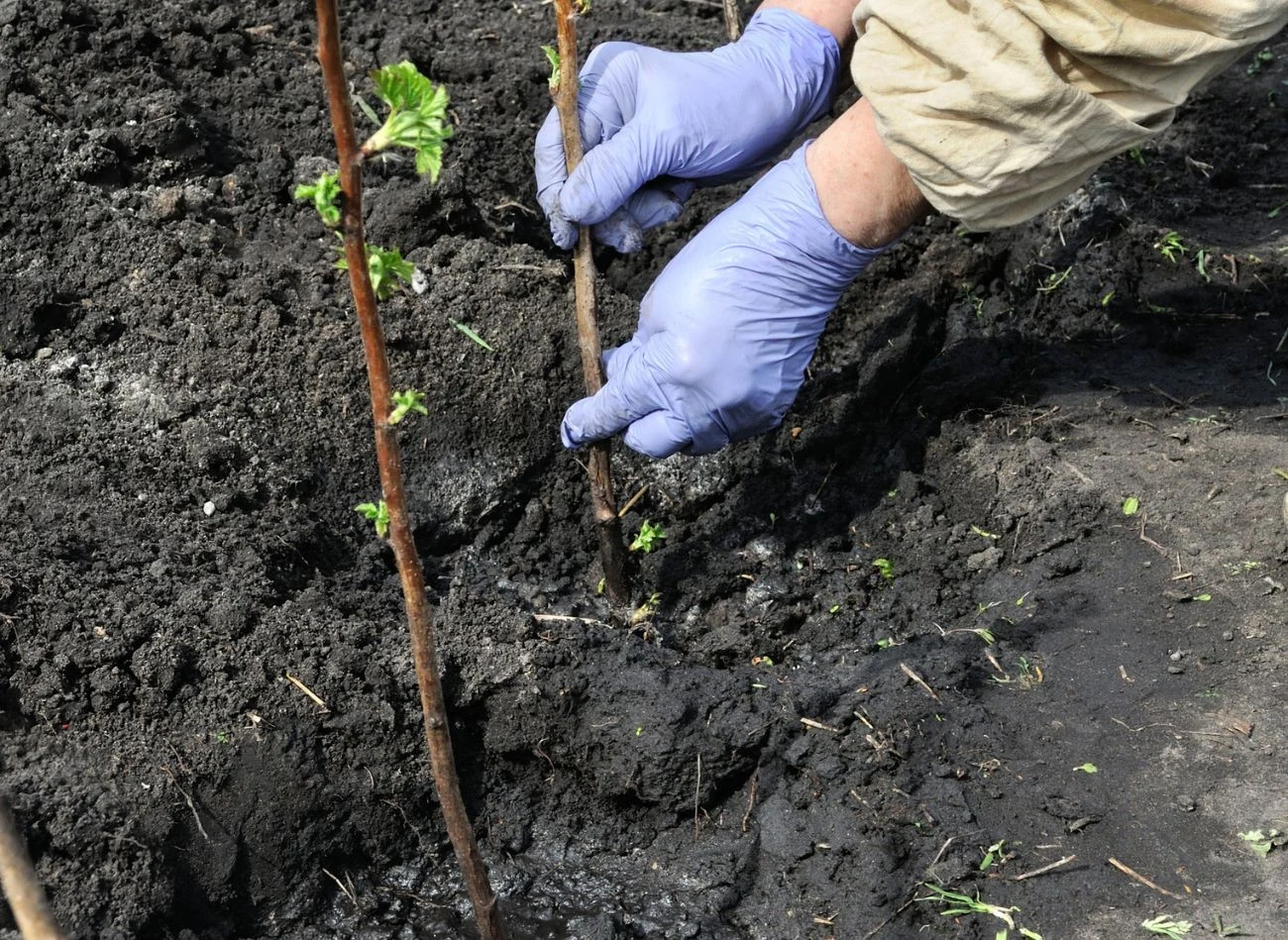 Po posadzeniu maliny należy ściółkować warstwą liści, słomy bądź zrębków (5–8 cm). Fot. yuris010