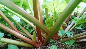 Rabarbar można nawozić trzy razy w sezonie. Kiedy to robić i jakich nawozów najlepiej używać?