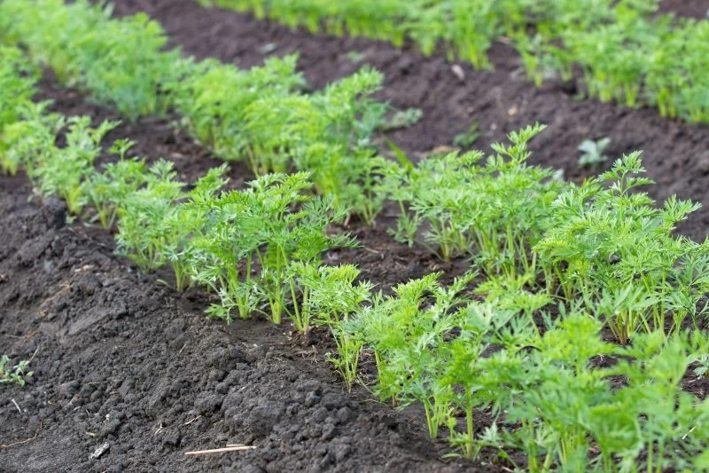 Wiosenny siew marchewki warto zaplanować na okres od przełomu lutego i marca do końca maja