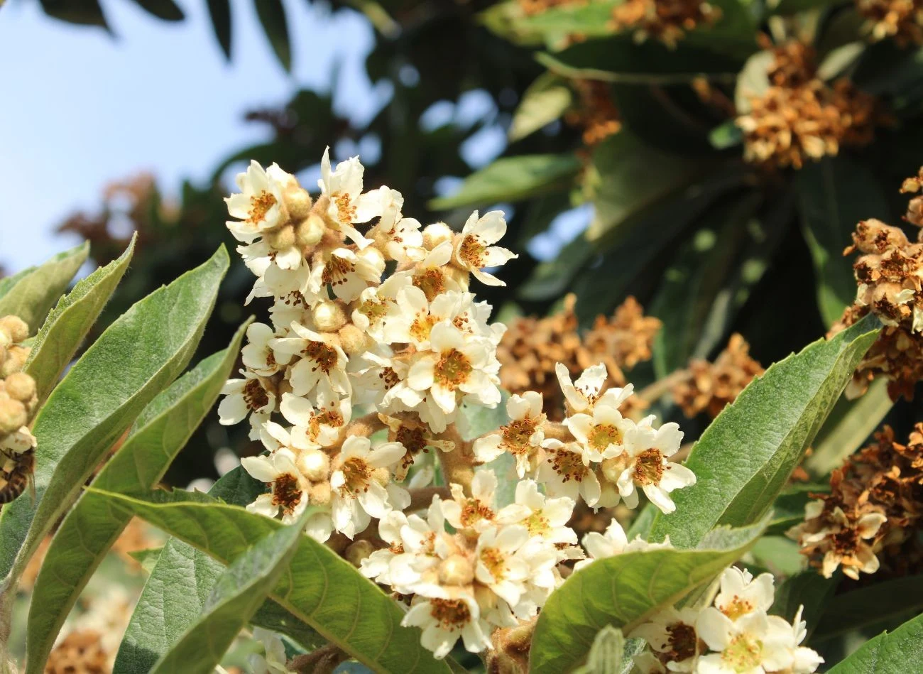 Kwiaty nieśplika są białe i pachną intensywnie. Stanowią atrakcyjne źródło nektaru dla pszczół oraz innych zapylaczy.