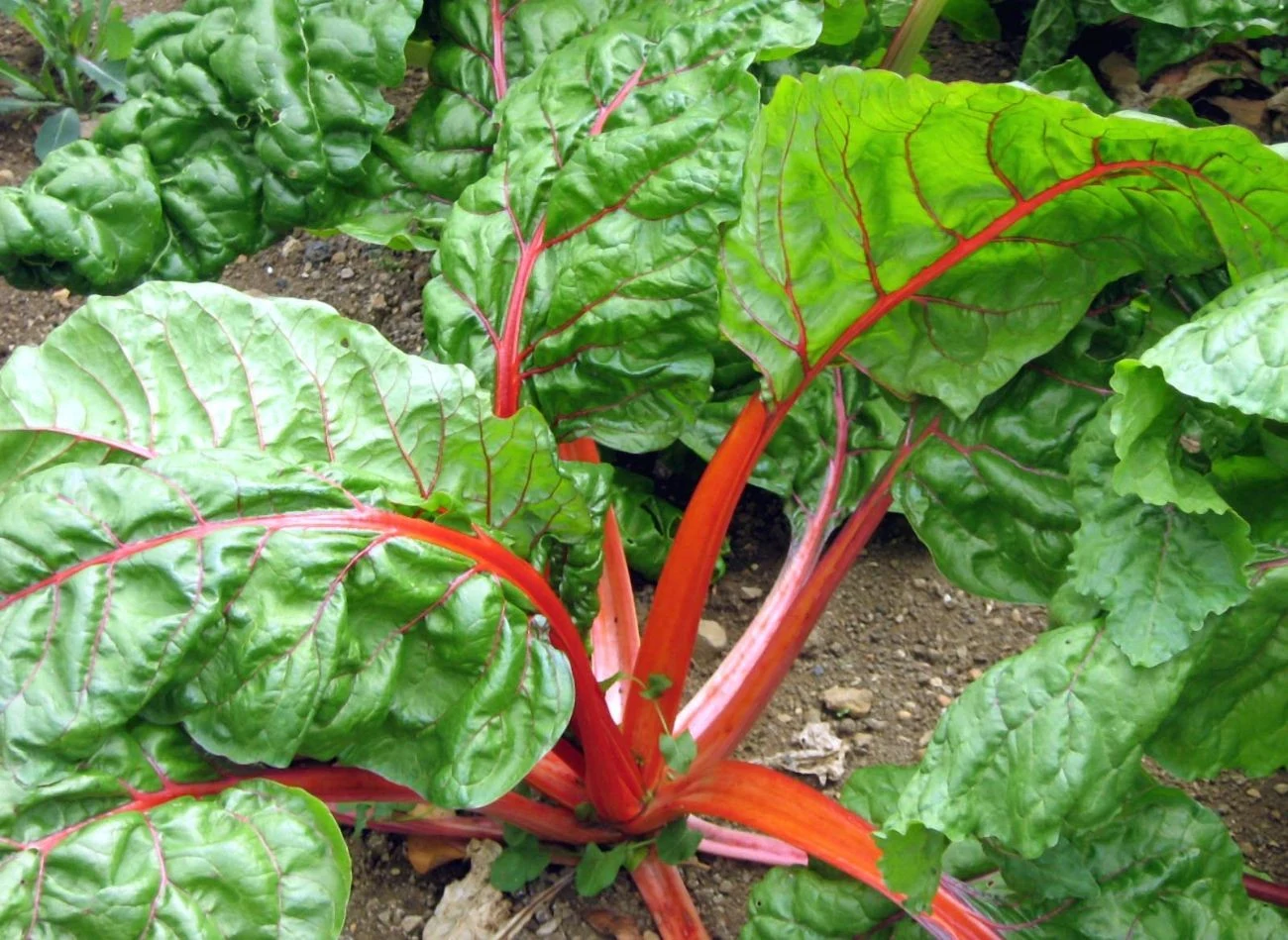 Jednym z najlepszych nawozów naturalnych stosowanych w uprawie rabarbaru jest