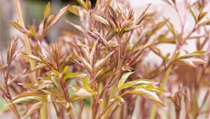 Nawożenie piwonii wymaga wiedzy - jeśli przesadzimy na wiosnę z dokarmianiem, krzew nie zakwitnie.