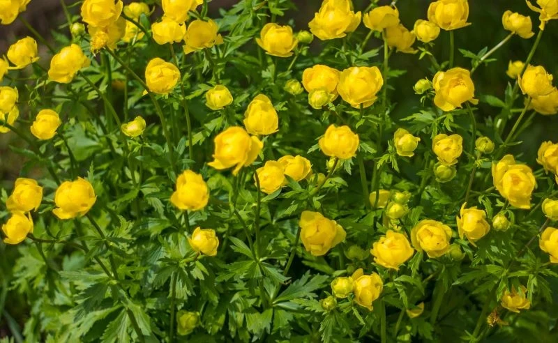 Pełnik europejski kwitnie bardzo obficie