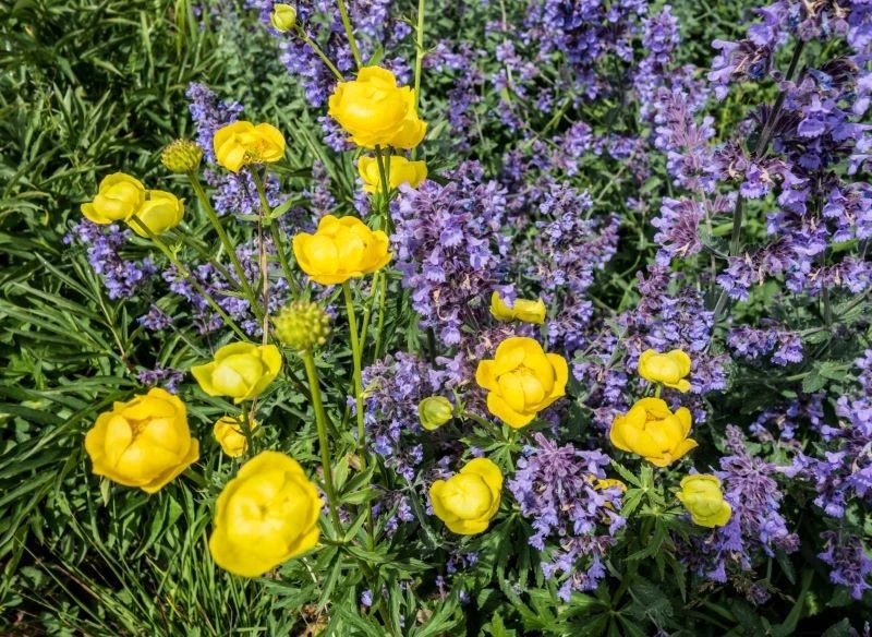 Pełnik europejski nie ma wygórowanych wymagań, ale potrzebuje wilgotnej gleby