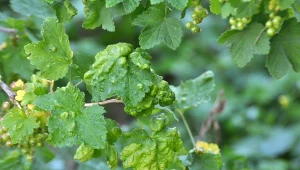 Porzeczka jest często atakowana przez mszyce.