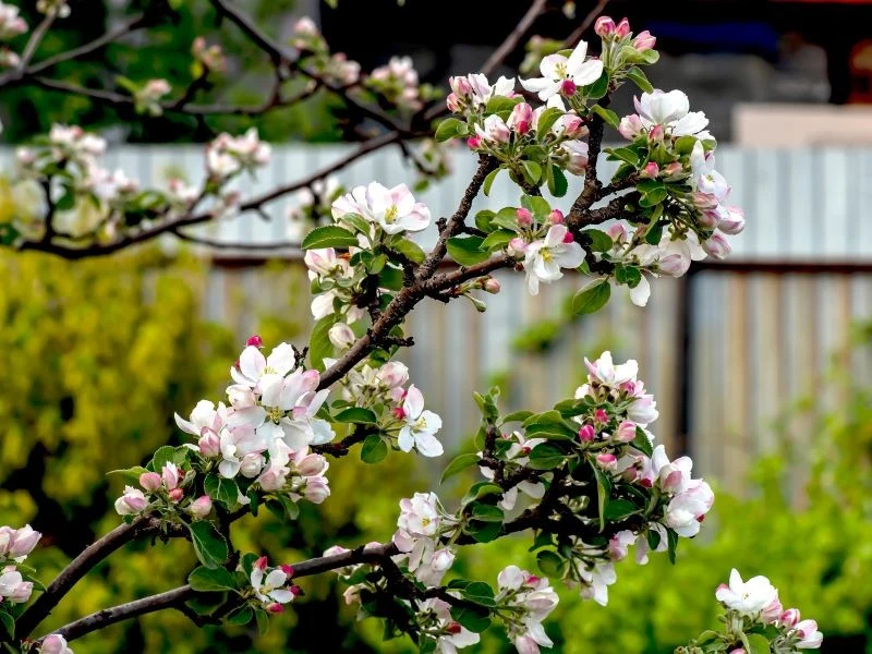 Wiosną przed mszycami trzeba chronić m