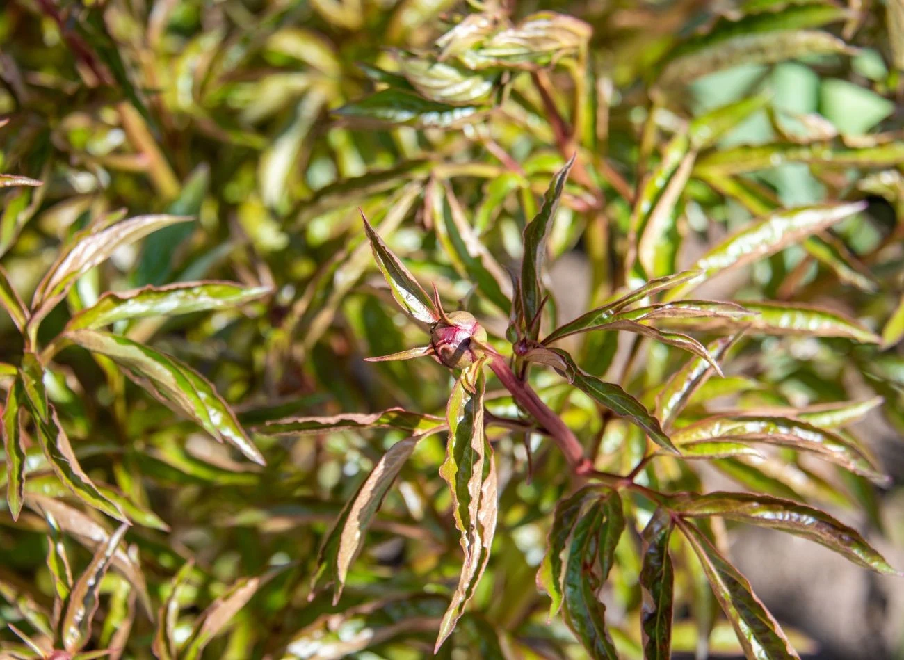 Piwonia będzie obficie kwitła, jeśli zadbasz o właściwi poziom wilgoci - nie lubi ani przesuszenia, ani nadmiaru wody.