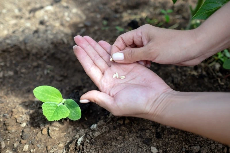 Z siewem ogórków nie należy się spieszyć, gdyż są wrażliwe na przymrozki