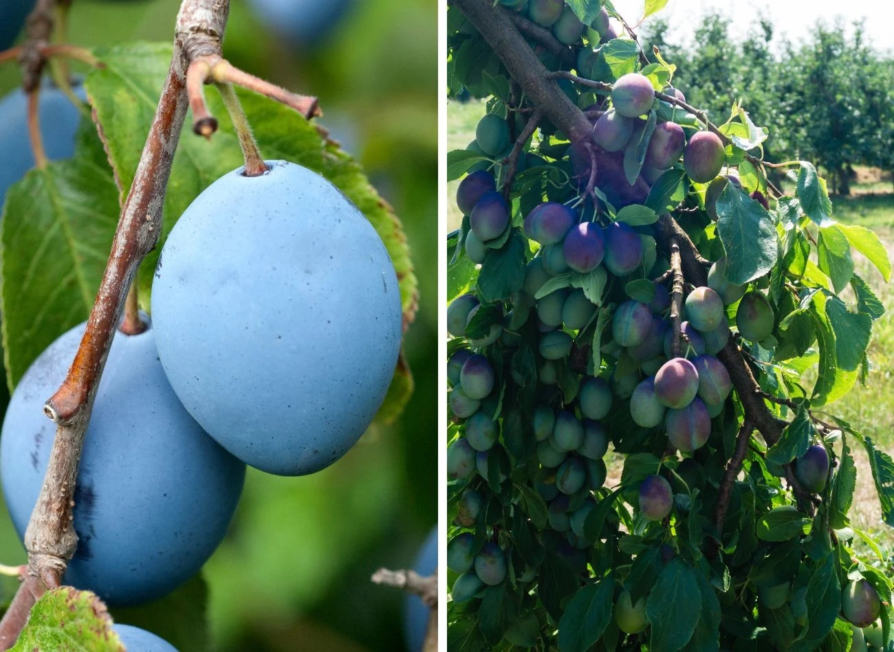 Jest kilka dobrych odmian śliwki węgierki - wybór zależy od preferencji i możliwości w ogrodzie. Fot. emer1940/Andreas Steidlinger