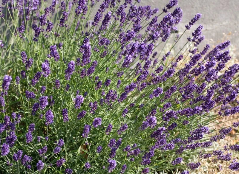 Lawenda nie potrzebuje dużo składników odżywczych, ale warto wspomóc jej wzrost nawozami naturalnymi