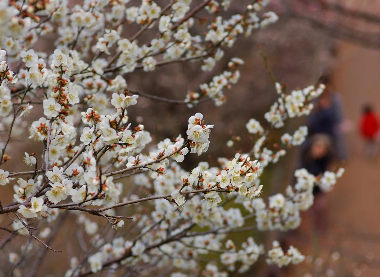 Śliwa węgierka kwitnie na przełomie kwietnia i maja.