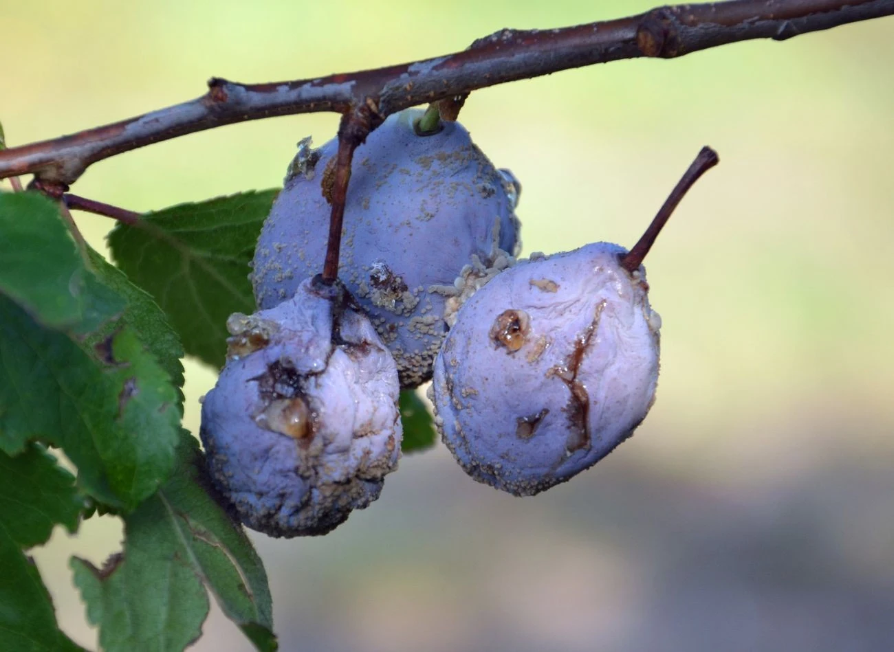 Śliwkę Węgierkę często atakuje brunatna zgnilizna drzew pestkowych i szarka.