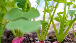 Ślimaki, zwłaszcza nagie, w krótkim czasie mogą zniszczyć uprawy. Jak temu zapobiec?