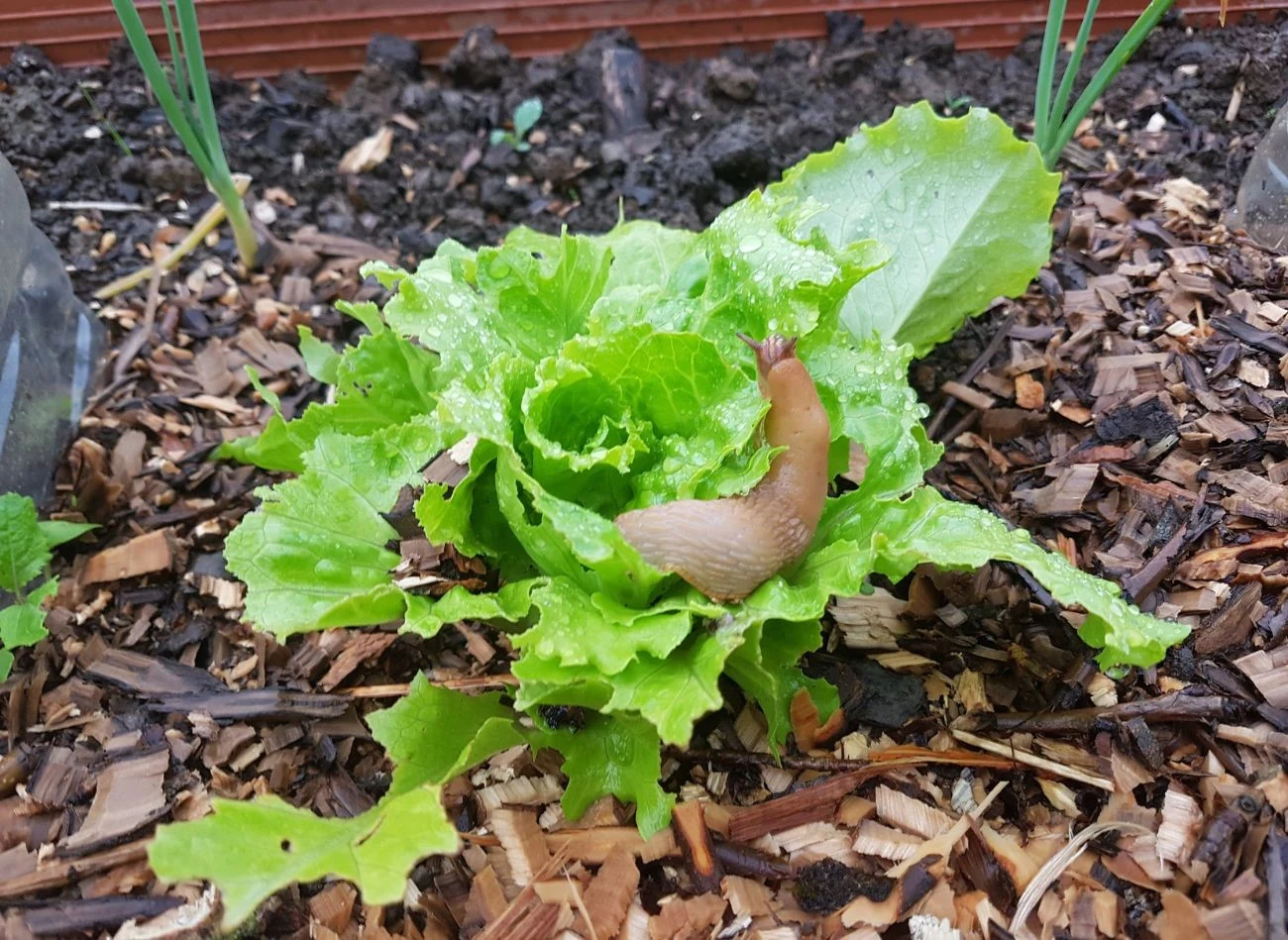 Zamiast chemicznych środków, warto wypróbować naturalne metody, które skutecznie odstraszają ślimaki.