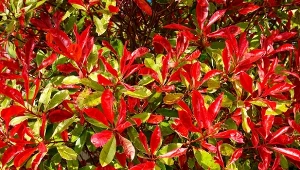 Głogownik to krzew idealny na żywopłot. Zmienia kolory według pór roku.