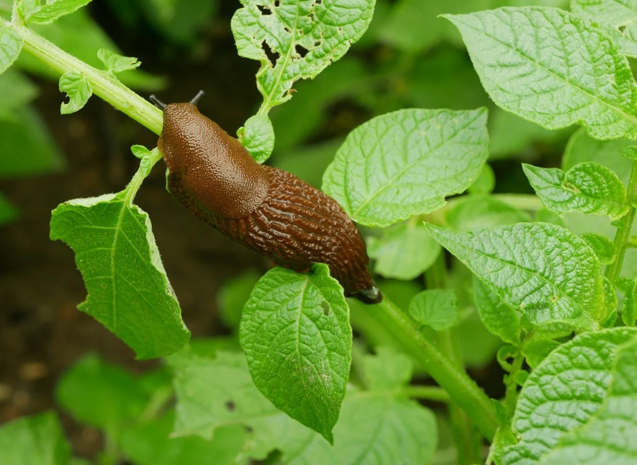 Ślimaki mają swoich naturalnych wrogów, sa to m