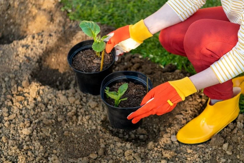 Jak sadzić dalie do gruntu?