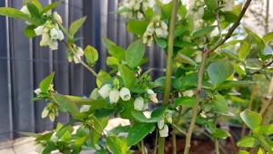 Jak pielęgnować borówkę amerykańską w trakcie kwitnienia?/Deccoria.pl