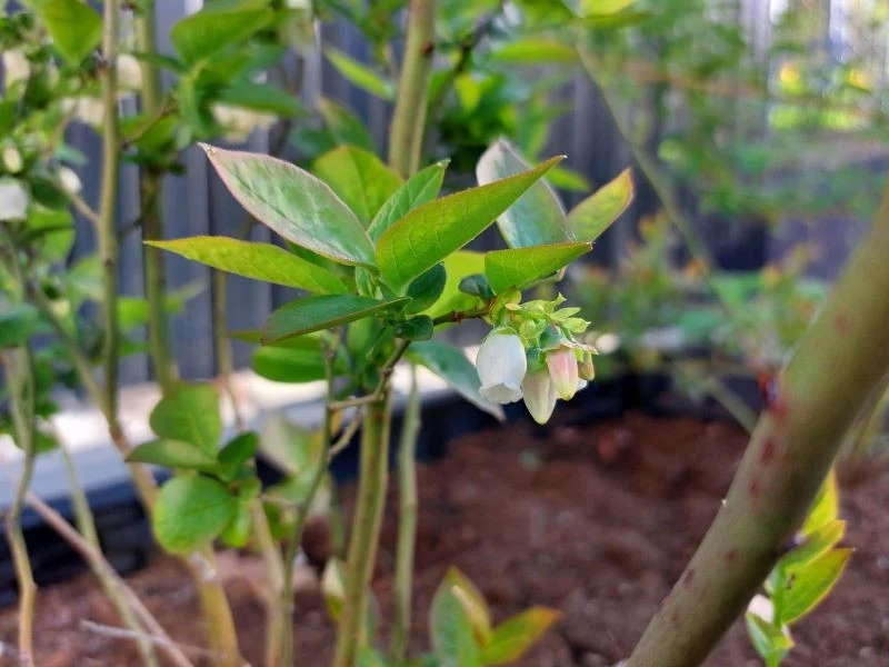 Borówka amerykańska do zdrowego wzrostu, kwitnienia i owocowania potrzebuje bardzo kwaśnej ziemi