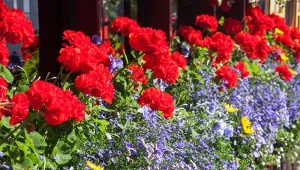 Pelargonie to jedne z najczęściej uprawianych kwiatów balkonowych. Kwitnienie zaczynają już wczesna wiosnę.