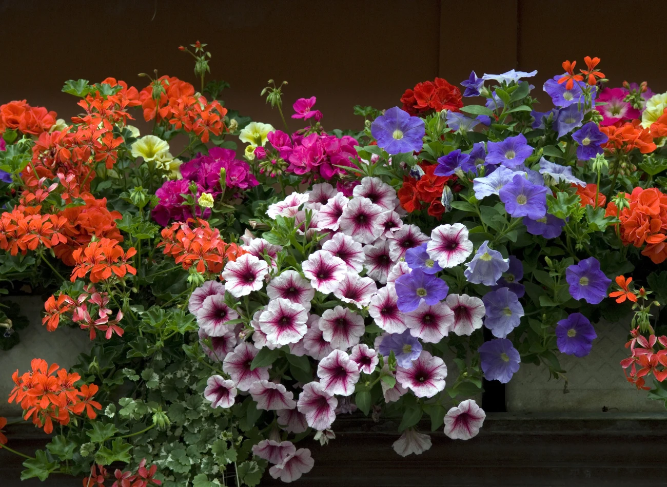 Jeśli twoje pelargonie są w kolorze czerwonym, dobierz do nich kwiaty o różowych lub fioletowych płatkach