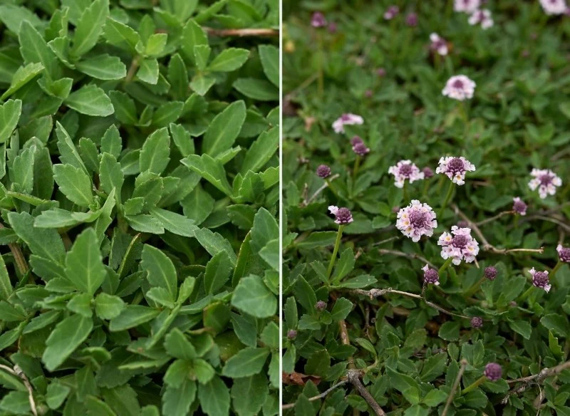 Lippia repens jest odporna na suszę, dlatego nie wymaga częstego podlewania
