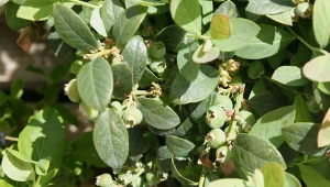 Borówka do odpowiedniego wzrostu potrzebuje wody, składników odżywczych, a także odpowiedniego sąsiedztwa.