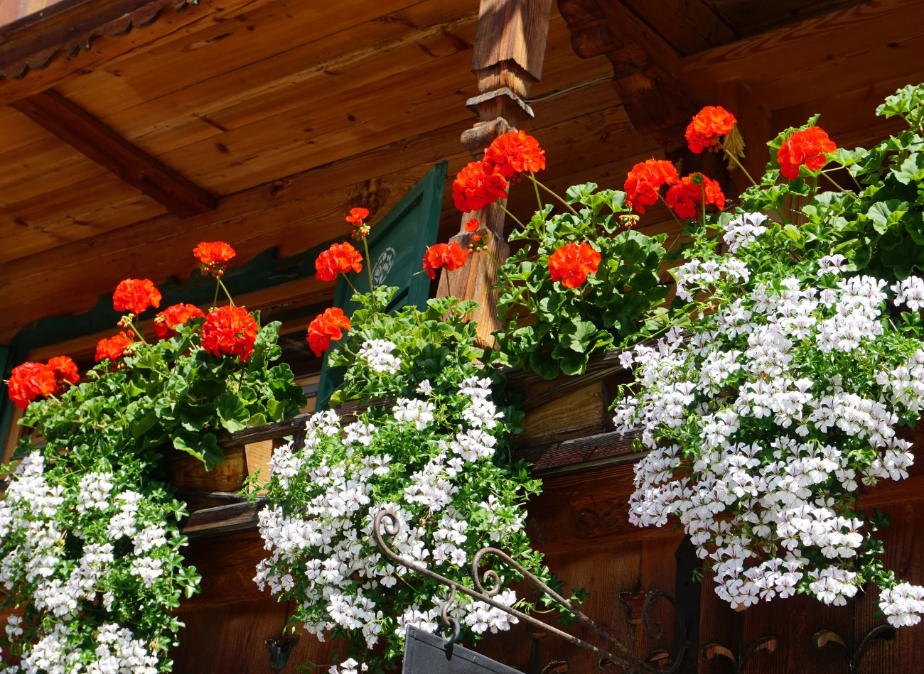 Pelargonie warto połączyć z kwiatami o zwisającym pokroju