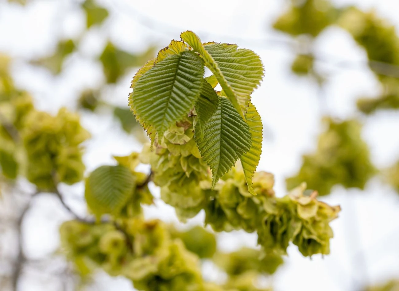 Liście wiązu holenderskiego przybierają, w zależności od pory roku, żółtozielony lub złocisty kolor.