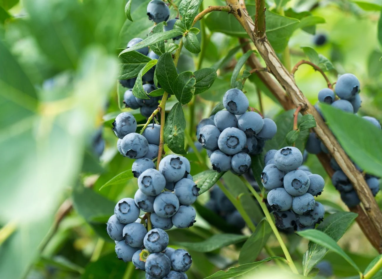 Borówka amerykańska jako roślina typowo kwasolubna źle znosi towarzystwo gatunków wymagających gleby obojętnej lub zasadowej.