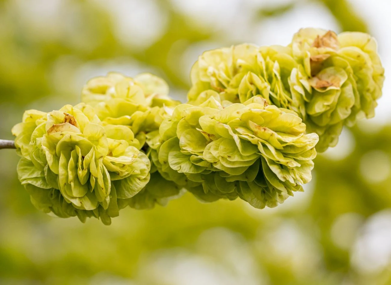 Wiąz holenderski, ze względu na swoje unikalne walory estetyczne, może stać się doskonałą ozdobą ogródka bądź przydomowej przestrzeni.