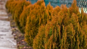 Dumek jałowcowy to nowy szkodnik, który zagraża m.in. tujom.