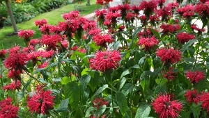 Pysznogłówka to wielozadaniowy kwiat, który pomoże m.in. odstraszyć kleszcze.