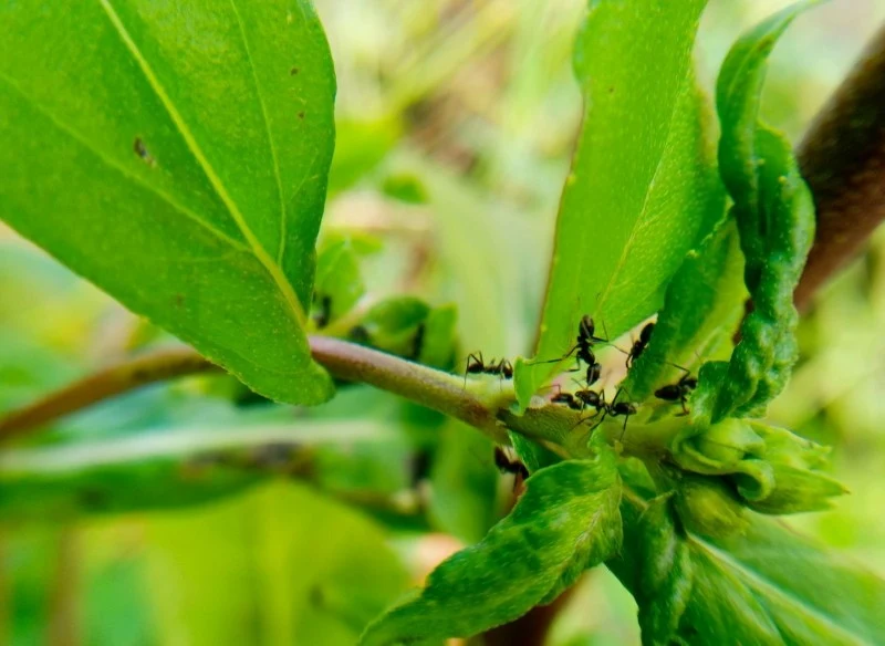 Choć mrówki są pożyteczne, mogą wyrządzać szkody w ogrodzie