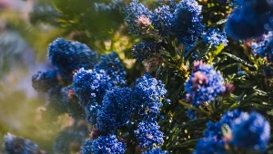 Pruchnik niebieski to zachwycający krzew, który można uprawiać zarówno w ogrodzie, jak i w donicach.