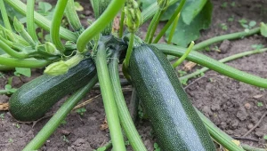 Najlepsze towarzystwo dla cukinii. Zawiąże się mnóstwo zdrowych owoców