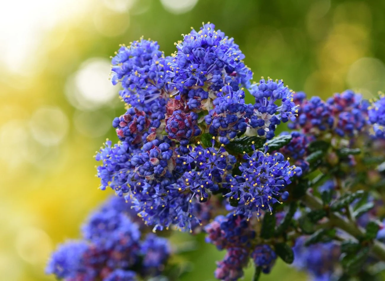 Prusznik niebieski kwitnie w dużych kiściach, od ostatnich tygodni wiosny do końca lata lub od lata do wczesnej jesieni.