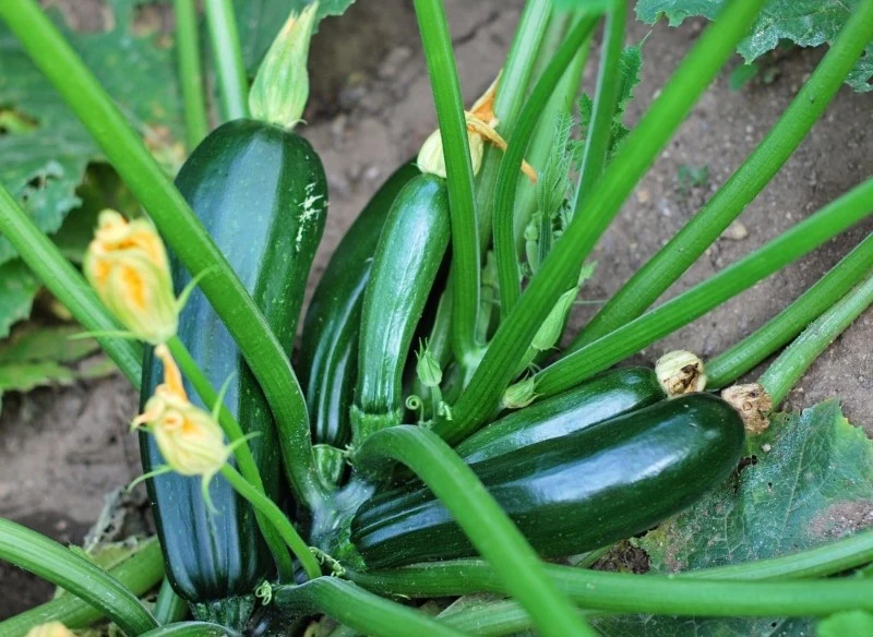 Cukinia dobrze się czuje w towarzystwie warzyw cebulowych
