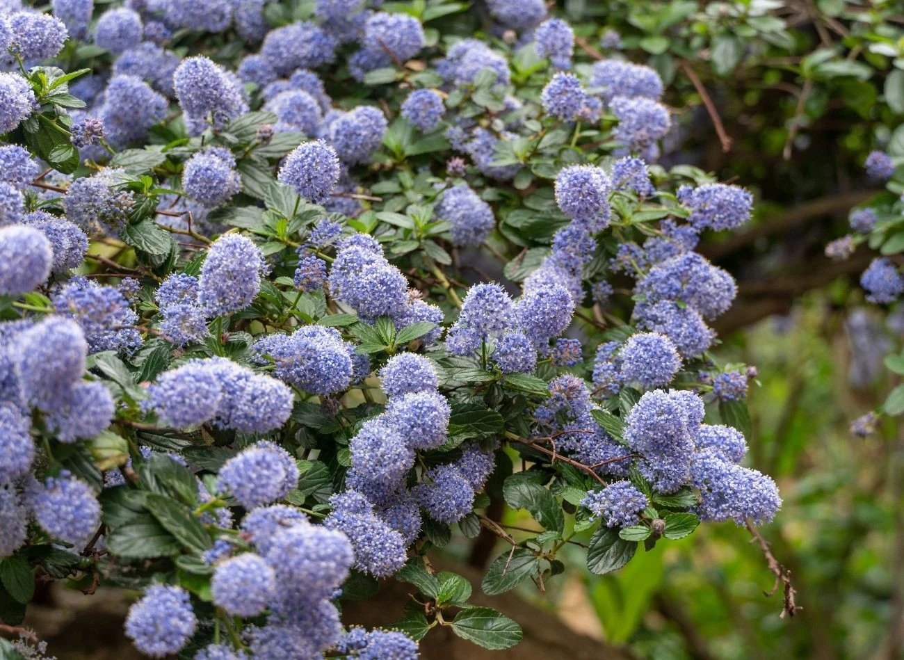 Prusznik niebieski rośnie szybko (pędy przyrastają o 20-30 cm rocznie) i obficie kwitnie.
