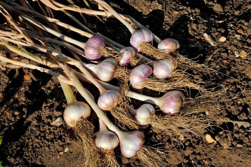 Napowietrzanie gleby to prosty zabieg na duży i zdrowy czosnek