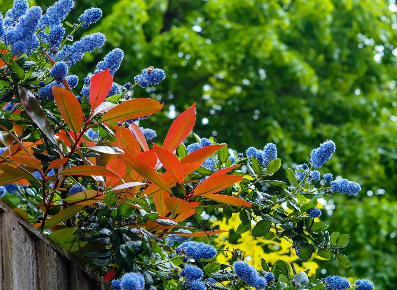 Prusznik niebieski może być sadzony jako soliter, ale również przy granicy działki lub przy płocie