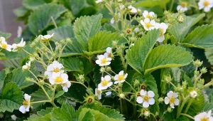 Jak zwiększyć zawiązywanie owoców truskawek? Naturalny nawóz stosuj przed kwitnięciem