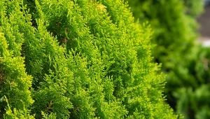 Czego potrzbują tuje na wiosnę? Regularne podlewanie i dobra odzywka to podstawa.