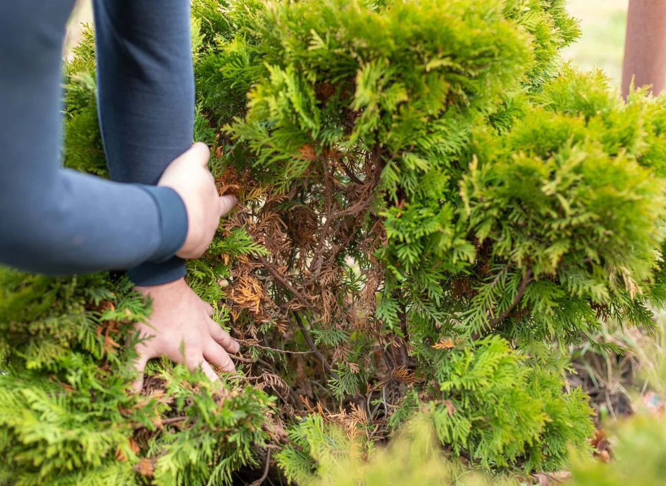 Dlaczego tuje są brązowe po zimie? Co zrobić, żeby znów były soczyście zielone?