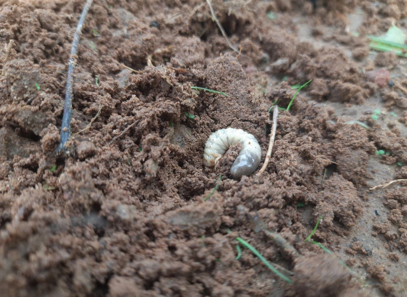 Istnieje wiele metod zwalczania pędraków, które nie szkodzą uprawom i nie niszczą trawnika. Fot. subas