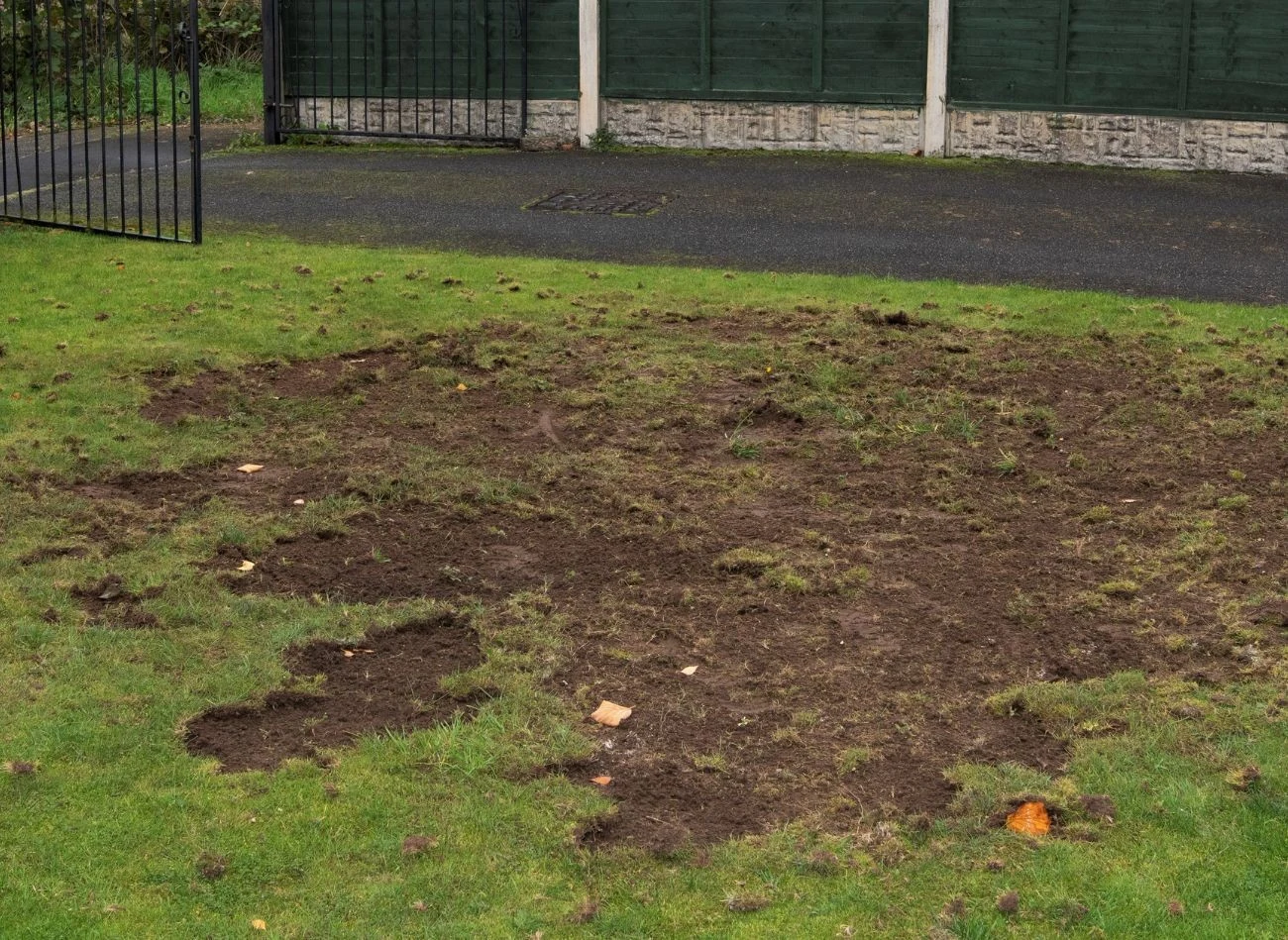 Trawnik niszczony przez pędraki ma m.in. żółte, łatwo odrywające się płaty.