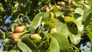 Miodówka gruszowa - naturalne zwalczanie groźnego szkodnika