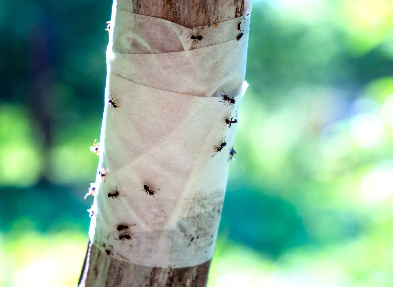 Największą zaletą opasek lepowych jest skuteczność w ograniczaniu populacji szkodników, które przemieszczają się po pniach drzew.