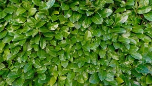 Laurowiśnia bardzo często wykorzystywana jest do tworzenia żywopłotów.